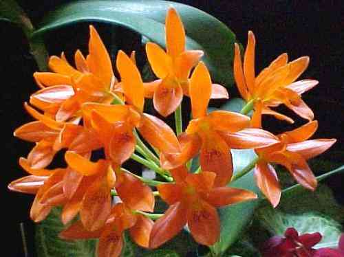Cattleya aurantiaca